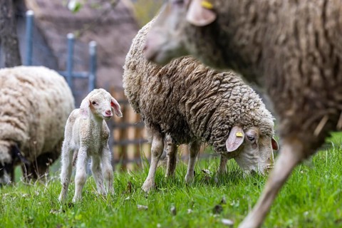 Sheep and young of the Württemberger breed, also known as Merinoland sheep. Sheep pasture on the