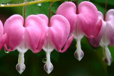 Tearful hearts after rain in April, Germany, Europe