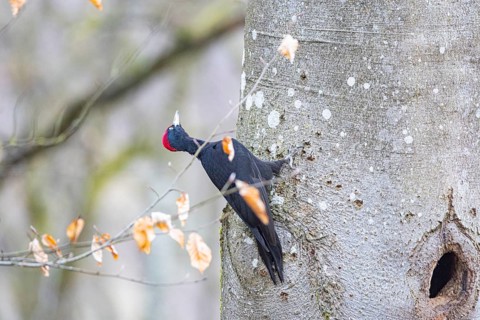 Black woodpecker (Dryocopus martius) ml Germany