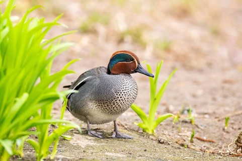 Eurasian teal (Anas crecca) male walking on the ground, Bavaria, Germany, Europe