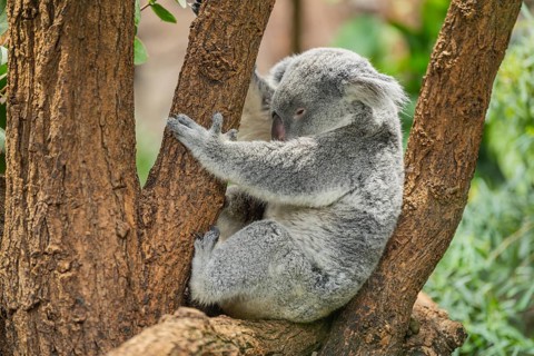 Koala (Phascolarctos cinereus) sitting on a tree, captive, distribution South Australia, Australia,
