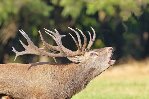 Red deer (Cervus elaphus) during the rutting season, a capital stag roaring in a forest clearing,