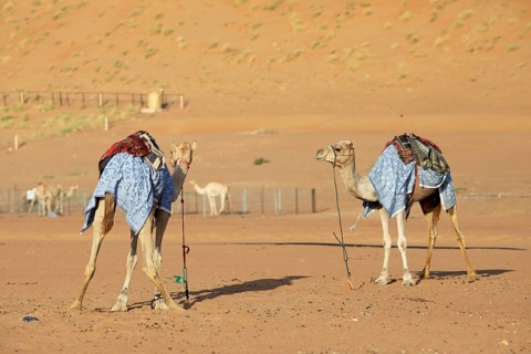 Dromedaries (Camelus dromedarius) with saddle in the Wahiba Sands or Rimal Al Wahiba or Sharqiyya