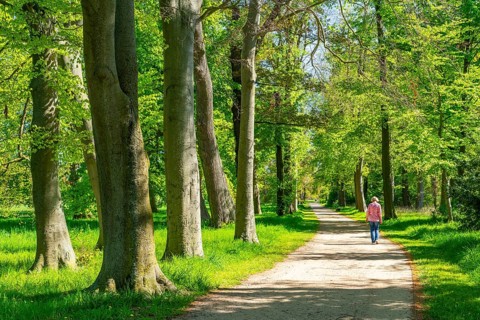 Beech trees in the park of Neuhardenberg Castle, landscape garden by architect Peter Joseph Lenne,