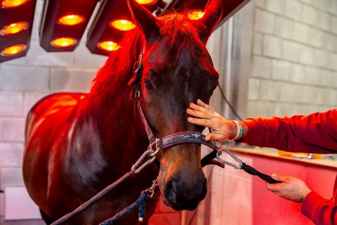 Horse under the warmth and light of a solarium installed in a stable yard building