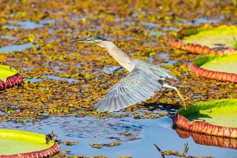 Mongrove Heron (Butorides striatus) Pantanal Brazil