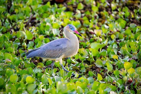 Whistling heron (Syrigma sibilatrix) Pantanal Brazil