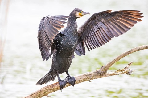 Cormorant (Phalacrocorax carbo) Germany
