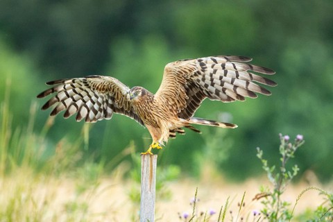 Montagu's harrier (Circus pygargus) wbl Germany