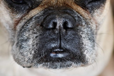 Close up of brachycephalic dog snout with gray fur of French Bulldog