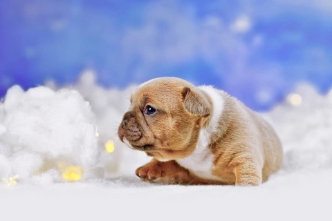 French Bulldog dog puppy between fluffy clouds with stars