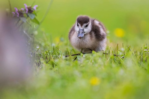 Chicks of the Nile Goose (Alopochen aegyptiaca) freshly hatched, park in spring with spring flowers