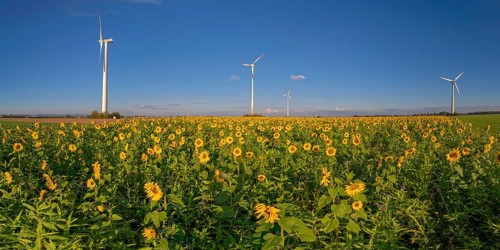 Panorama wind turbines in the sunflower field Minden Germany