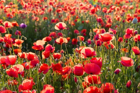 Corn poppy (Papaver rhoeas) in bloom, Callenberg, Saxony, Germany, Europe
