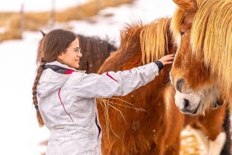 Woman stroking brown horses in Iceland winter
