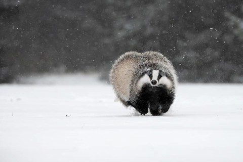 Badger in the snow, Wittlich, Rhineland-Palatinate, Germany, Europe