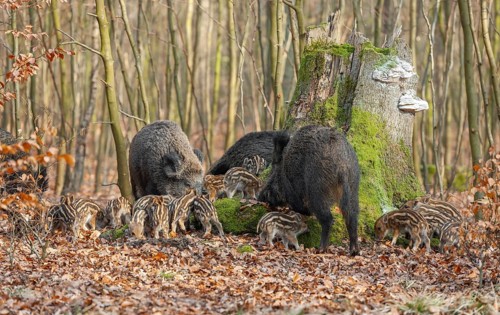Wild boar, wild boar (Sus scrofa) three bucks and young boar looking for food in the forest,
