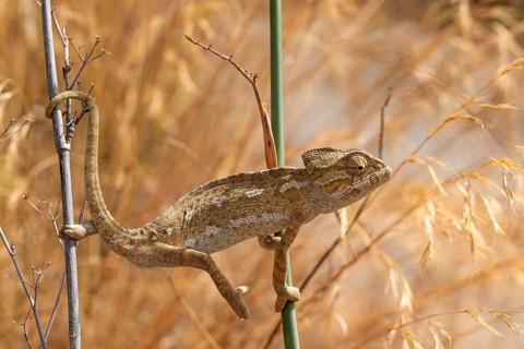 Common or Mediterranean chameleon (Chamaeleo chamaeleon) climbing between two plant stalks,