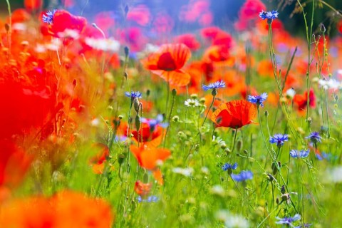Corn poppy (Papaver rhoeas) and cornflower (Centaurea cyanus) in bloom in a meadow, Saxon