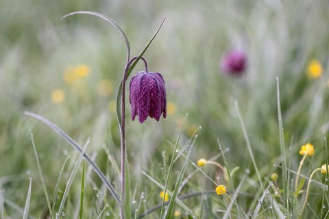 Snake's Head Fritillary (Fritillaria meleagris), Lower Saxony, Germany, Europe