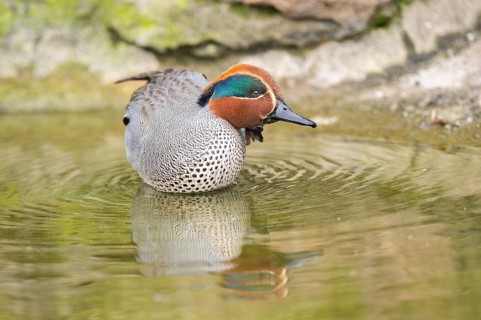 Eurasian teal (Anas crecca) male swimming in a lake, Bavaria, Germany, Europe