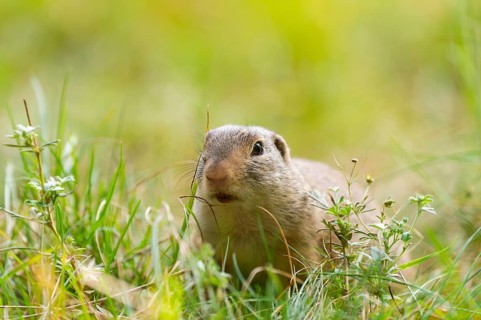 European ground squirrel (Spermophilus citellus) on a meadwo, Bavaria, Germany, Europe