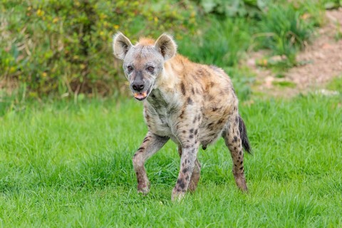 An adult male Spotted Hyena (Crocuta crocuta) stands in a green meadow