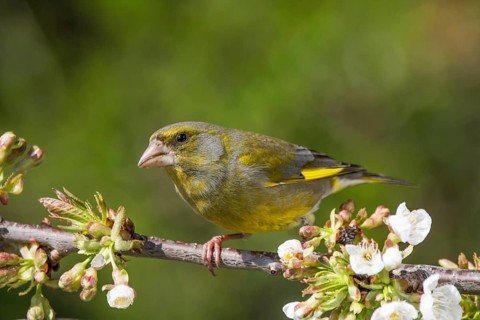 A male greenfinch (Carduelis cloris) sits quietly on the branch of a flowering cherry tree,