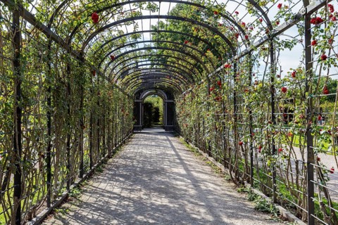 Long pergola overgrown with roses in the garden, Vienna