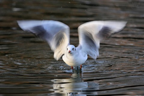 Black-headed gull (Larus ridibundus), shaking its wings, Lake Zug, Canton Zug, Switzerland, Europe