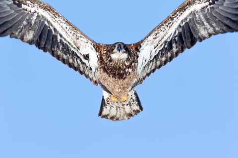 Juvenile bald eagle (Haliaeetus leucocephalus) flying under a blue sky. Region of Lanaudiere.