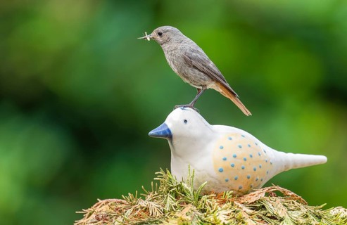 Black redstart (Phoenicurus ochruros), female sitting on a ceramic bird in the garden with food in