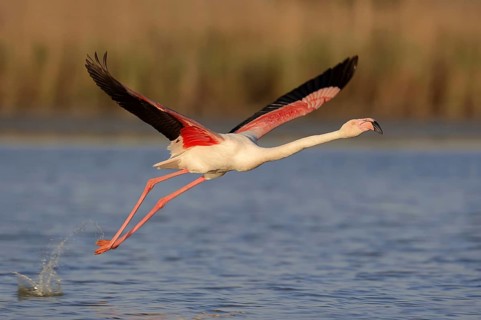 Greater flamingo (Phoenicopterus roseus) taking off, Camargue, Provence, southern France