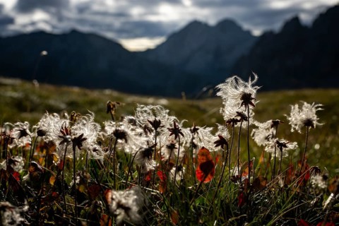Cotton grass in a meadow with Montafon mountains in the background, Tschagguns, Rätikon, Montafon,