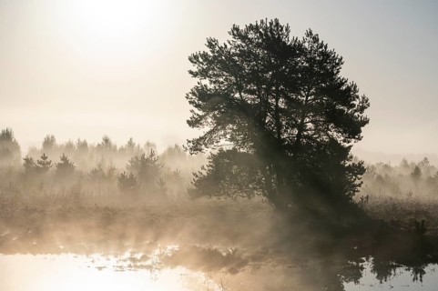 Scots pine (Pinus sylvestris) in the moor, Morgenebel, Lower Saxony, Germany, Europe