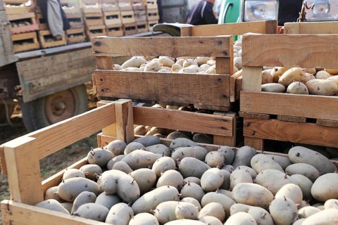 Agriculture potato cultivation and potato plants (Ludwigshafen, Rhineland-Palatinate)
