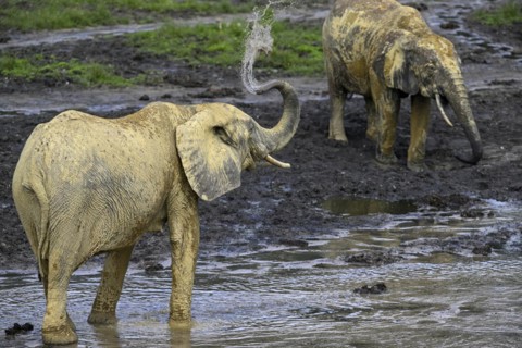 African forest elephants (Loxodonta cyclotis) in the Dzanga Bai forest clearing, Dzanga-Ndoki