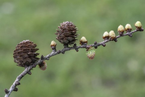 Larch (Larix decidua), male and female flowers and cones, Emsland, Lower Saxony, Germany, Europe