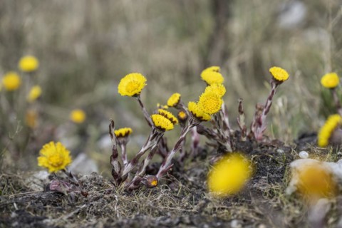 Coltsfoot (Tussilago farfara), Emsland, Lower Saxony, Germany, Europe