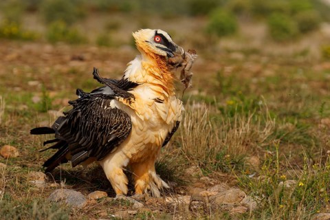 Old bearded vulture (Gypaetus barbatus), sheep hoof, fur remains, Catalonia, Pyrenees, Spain,