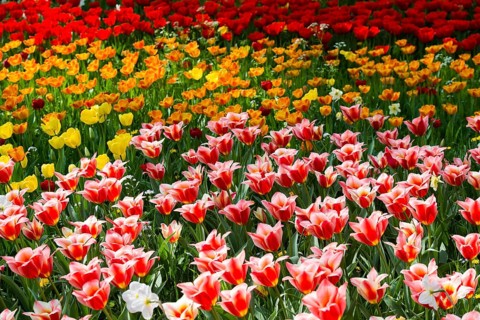 Flower meadow with colourful tulips, Mainau Island, Lake Constance, Baden-Württemberg, Germany,