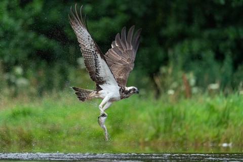 Osprey, Pandion haliaetus, Aviemore, Scotland, Great Britain