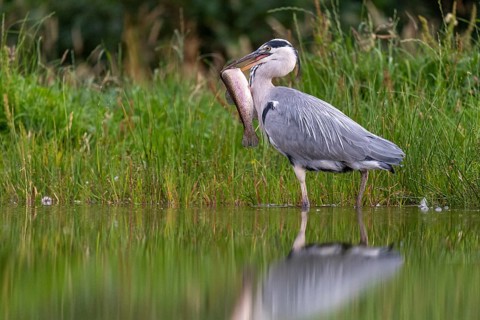 Grey heron (Ardea cinerea) with fish as prey, Aviemore, Scotland, Great Britain
