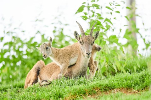 Alpine ibex (Capra ibex) youngster klimbing on their mother, playing, wildlife Park Aurach near