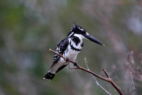 Pied kingfisher (Ceryle rudis), adult, aut Warte, alert, Saint Lucia Estuary, Isimangaliso Wetland