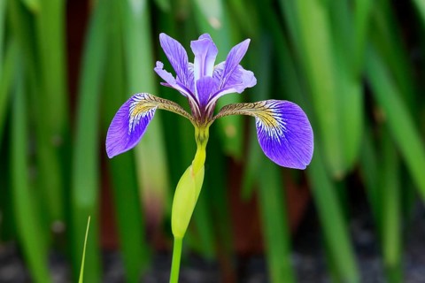 American marsh iris (Iris versicolor), flower, in bloom, at a pond, Ellerstadt, Germany, Europe