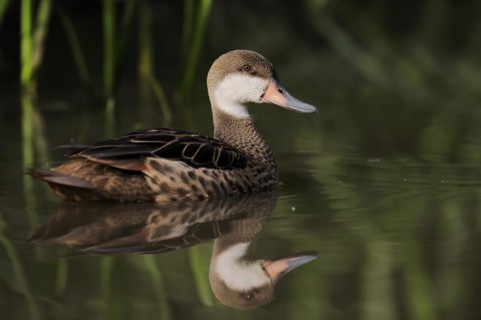 Bahama duck (Anas bahamensis, Paecilonetta bahamensis), captive, occurrence in South America