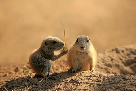 Black-tailed prairie dog (Cynomys ludovicianus), two young animals eating, siblings, North America