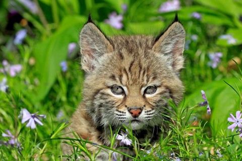 Lynx (Lynx rufus), young animal, flowers, meadow, eight weeks old, portrait, Montana, USA, North