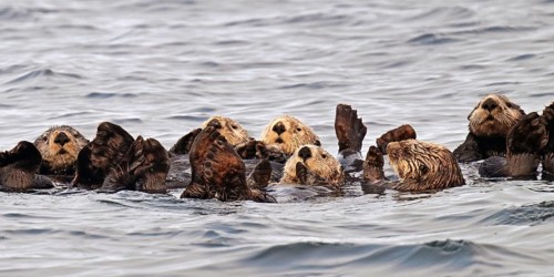 Several sea otters (Enhydra lutris) swimming on their backs in the Pacific Ocean, Vancouver Island